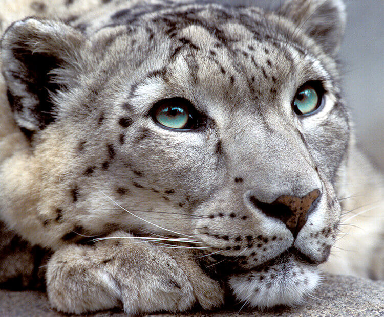 Snow Leopard | Source from Snow Leopard Conservancy